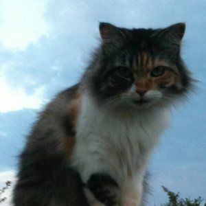 Meet your Posher, Retro Rewear